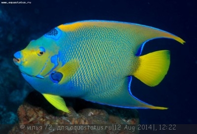 Ангел-изабелита королева, Зеленая качама (Holacanthus ciliaris)