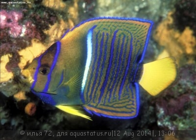 Ангел королевский (Holacanthus passer)