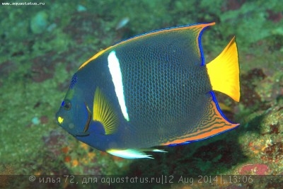 Ангел королевский (Holacanthus passer)