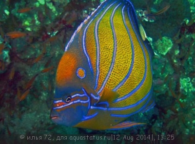 Ангел кольчатый (аннулярис) (Pomacanthus annularis)