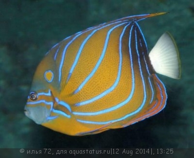 Ангел кольчатый (аннулярис) (Pomacanthus annularis)