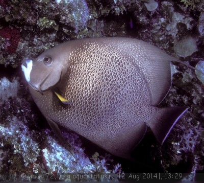 Ангел серый (Pomacanthus arcuatus)