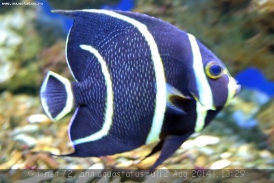 Ангел серый (Pomacanthus arcuatus)