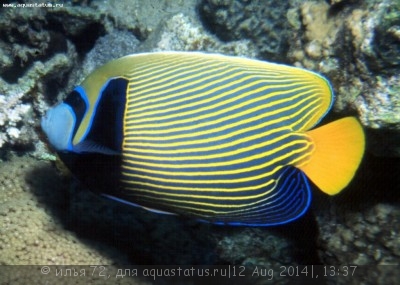 Ангел императорский (Pomacanthus imperator)