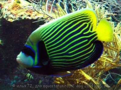 Ангел императорский (Pomacanthus imperator)