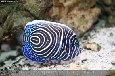 Ангел императорский (Pomacanthus imperator)