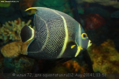 Фото Ангел черный французский, пару Pomacanthus paru  (photo#58342)