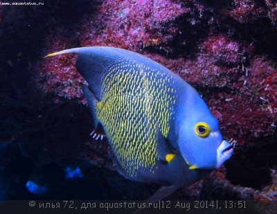 Фото Ангел черный французский, пару Pomacanthus paru  (photo#58343)