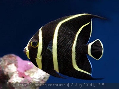 Ангел черный (французский, пару) (Pomacanthus paru)