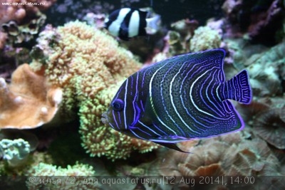 Ангел рябой (семициркулятус) (Pomacanthus semicirculatus)