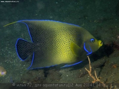 Ангел рябой (семициркулятус) (Pomacanthus semicirculatus)