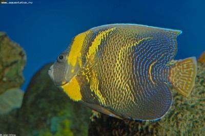 Фото Ангел Кортеса зонипектус Pomacanthus zonipectus  (photo#58350)