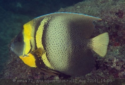 Ангел Кортеса (зонипектус) (Pomacanthus zonipectus)