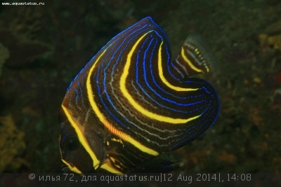 Ангел Кортеса (зонипектус) (Pomacanthus zonipectus)