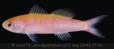 Антиас стройный Витлея (Luzonichthys whitleyi)