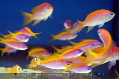 Фото Антиас желтоспинный Pseudanthias Mirolabrychthys evansi  (photo#58360)