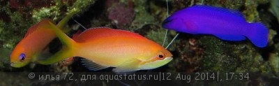 Фото Антиас огненный Pseudanthias Mirolabrychthys ignitus  (photo#58361)