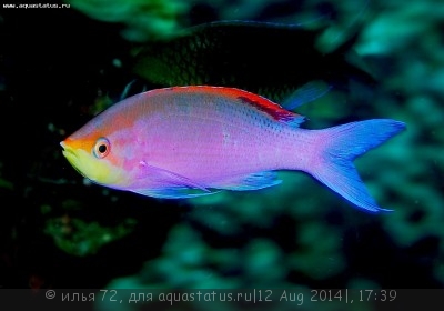 Антиас лори (Королевский тигровый антиас) (Pseudanthias (Mirolabrychthys) lori)