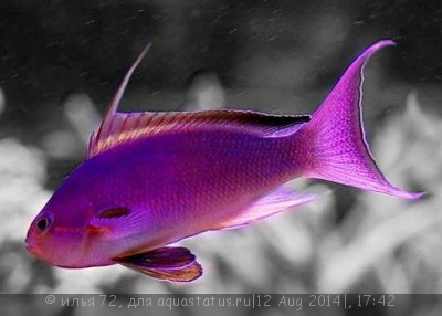 Антиас аметистовый (Pseudanthias (Mirolabrychthys) pascalus)