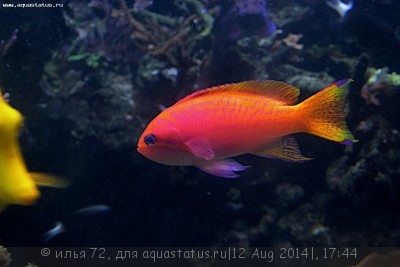 Антиас двупятнистый (Pseudanthias bimaculatus)