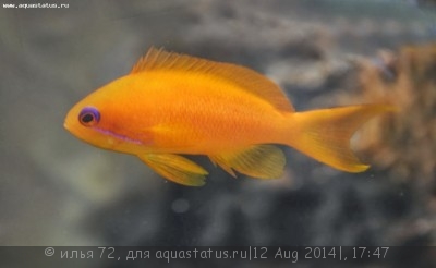 Антиас оранжевый (Pseudanthias cheirospilos)