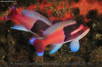 Антиас Купера (Pseudanthias cooperi)