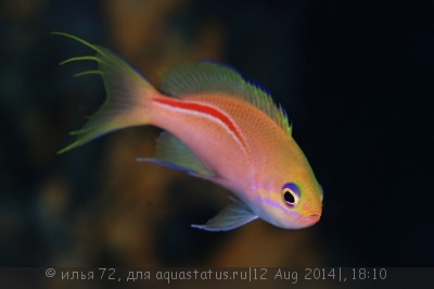 Антиас краснополосый (Pseudanthias fasciatus)