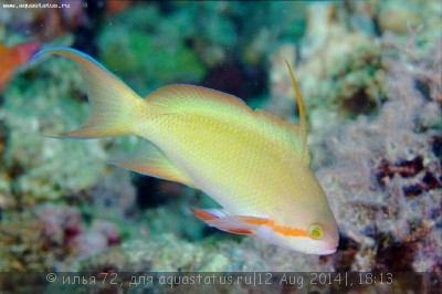 Антиас зеленый, Антиас-хухти (Pseudanthias huchtii)