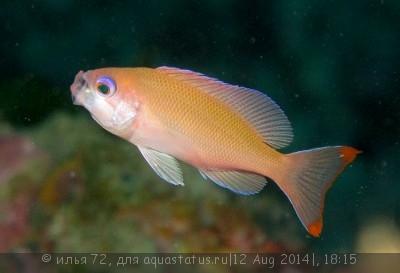 Антиас коренастый (Pseudanthias hypselosoma)