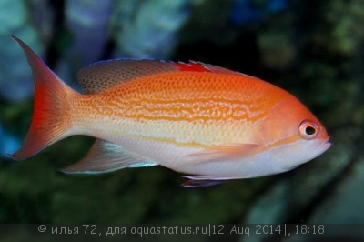 Антиас лузонский (Pseudanthias luzonensis)