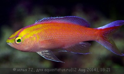 Псевдоантиас солнечный (Pseudanthias parvirostris)