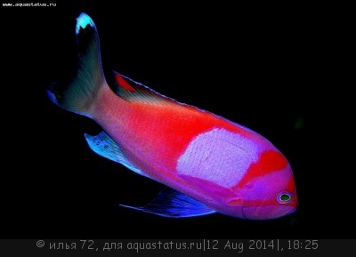 Антиас-квадрат (Малевич) (Pseudanthias pleurotaenia)