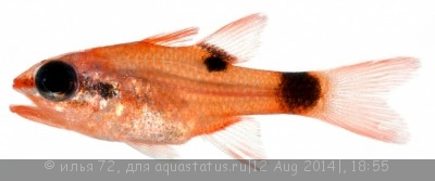 Апогон огненный (Apogon maculatus)