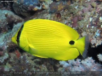 Бабочка андаманская (Chaetodon andamanensis)