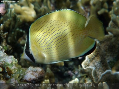 Бабочка лимонная (Chaetodon citrinellus)