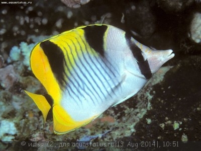 Бабочка клинопятнистая (фалкула) (Chaetodon falcula)