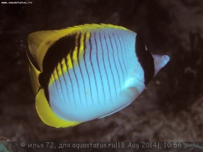 Бабочка молочная (линейная) (Chaetodon lineolatus)