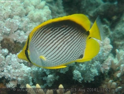 Фото Бабочка буроспинная меланнотус Chaetodon melannotus  (photo#58434)