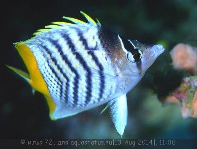 Фото Бабочка мертенси Chaetodon mertensii  (photo#58435)