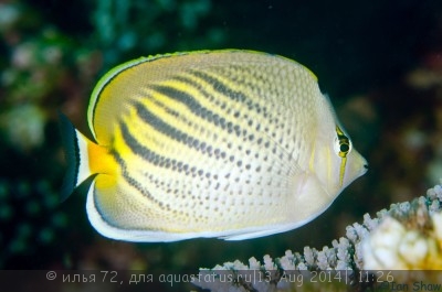 Бабочка пелевенсис (Chaetodon pelewensis)