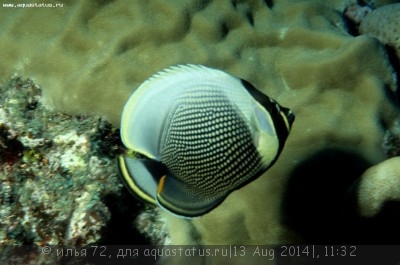 Фото Бабочка сетчатая ретикулятус Chaetodon reticulatus  (photo#58441)