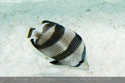 Фото Бабочка Полосатая Chaetodon striatus  (photo#58445)