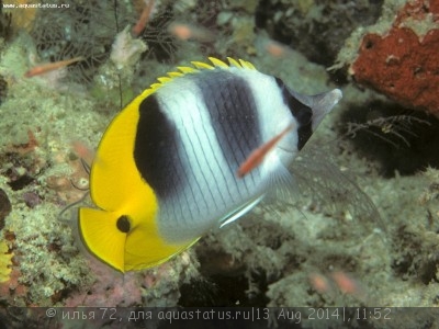 Бабочка двупятнистая (Chaetodon ulietensis)