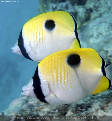 Бабочка унимакулятус (Китайский павлиний глаз) (Chaetodon unimaculatus)