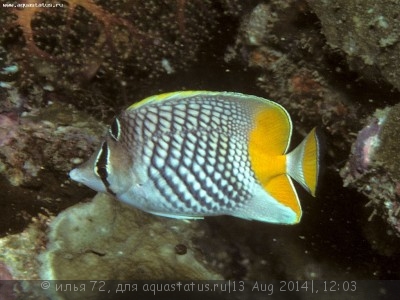 Бабочка сетчатая оранжевохвостая (ксантурус) (Chaetodon xanthurus)