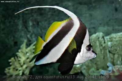 Фото Бабочка вымпельная белоперая Heniochus acuminatus  (photo#58459)