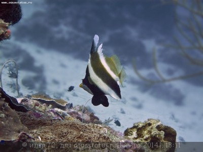 Бабочка вымпельная хризостомус (Хениохус трехполосый) (Heniochus chrysostomus)