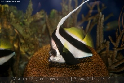 Фото Бабочка вымпельная стайная Heniochus diphreutes  (photo#58462)