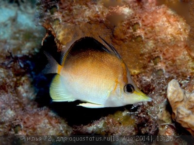 Бабочка акулеатус (Prognathodes aculeatus)