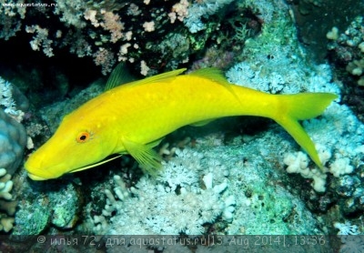 Барабуля золотая (Parupeneus cyclostomus)